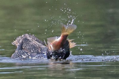 Loon swallowing big fish.jpg