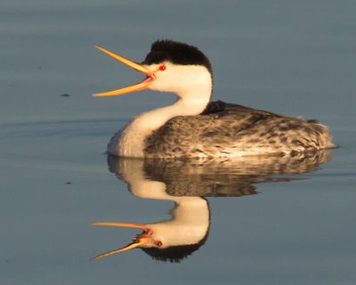 Clark's Grebe opens beak and reflection.jpg