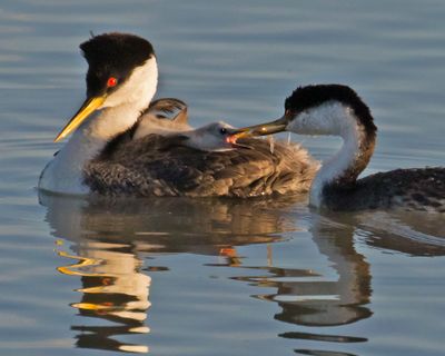 Western Grebe dad feeds baby on mom's back.jpg