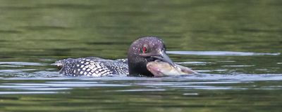 Loon with big fish2.jpg