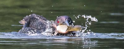 Loon fights with big fish.jpg