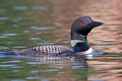 Loon in colorful reflections.jpg