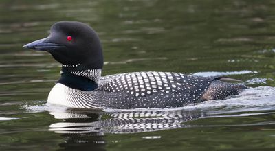 Loon swims by close.jpg