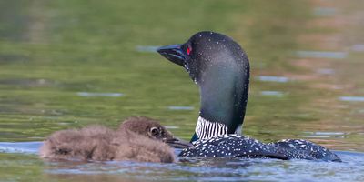 Loon baby sits by mom, back turned.jpg