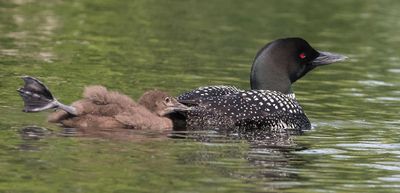 Loon baby sticks leg out as it follows mom.jpg