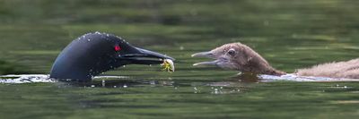 Loon brings fish to baby.jpg