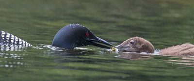 Loon baby mom feeds fish to baby.jpg