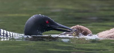 Loon baby gets fish to eat.jpg