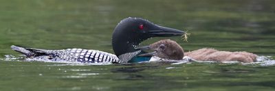 Loon just fed baby.jpg