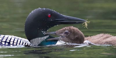 Loon just fed baby closer.jpg