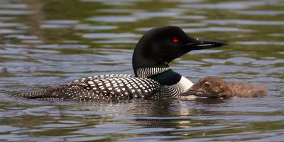 Loon with baby by front.jpg