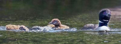 Loon siblings watch dad dive, mom swims right.jpg