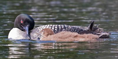 Loon turns  towards baby at its side.jpg