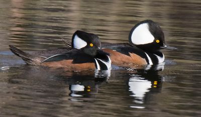 Hooded Merganser pair and reflections.jpg