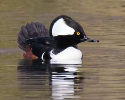 Hooded Merganser portrait, tail up2.jpg