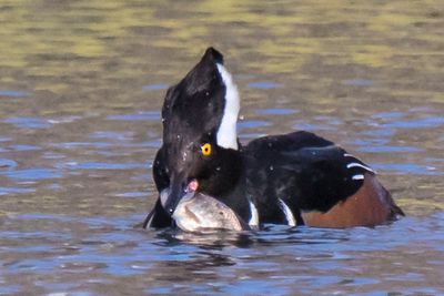 Hooded Merganser with fish3.jpg