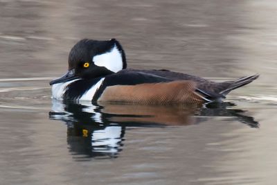 Hooded Merganser with reflection.jpg