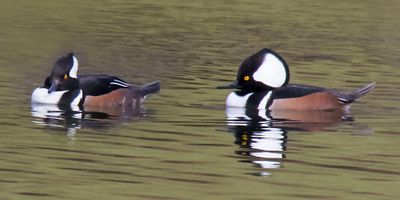 Hooded Mergansers, 2 males.jpg