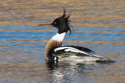 Red- breasted Merg, head feathers up.jpg