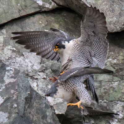 Peregrines mating.jpg