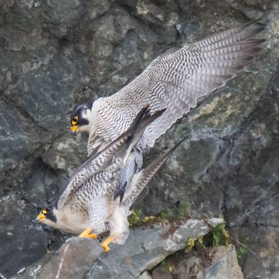 Peregrines mating3.jpg