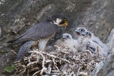 Peregrine feeds 3 begging chicks.jpg