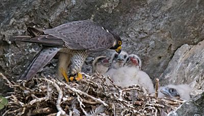 Peregrine feeds babies, 4 in nest.jpg