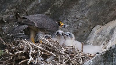 Peregrine feeds, 4 in nest2.jpg