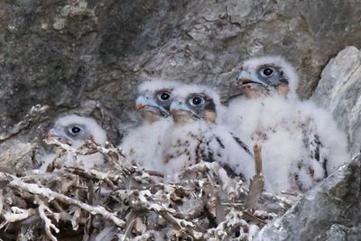 Peregrine babies, 4, pose after mom left.jpg