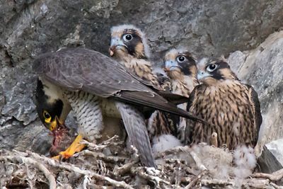 Peregrine mom with prey as 3 young wait to be fed.jpg