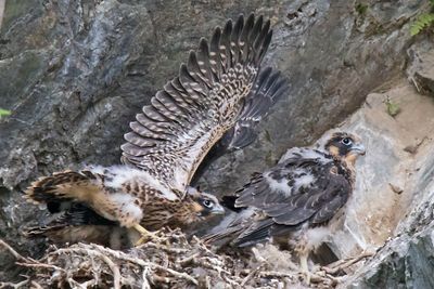 Peregrine spreads wings up behind sibling in nest.jpg