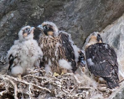 Peregrine juvenle looks at sibling, 2 others in nest.jpg