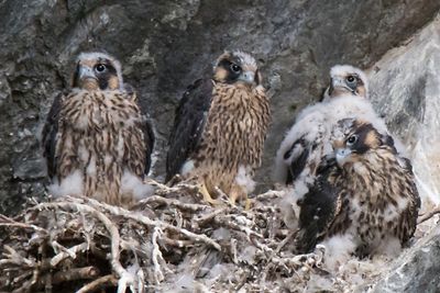 Peregrine juveniles, 4 in nest2.jpg