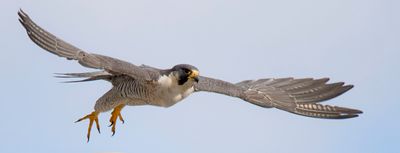 Peregrine takes off into sky.jpg