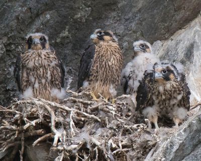 Peregrine young after mom left2.jpg