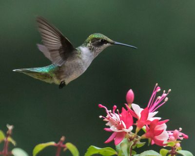 Hummingbird fledgling flies towards flowers.jpg