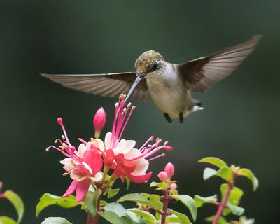 Hummingbird flies forward on fushia, wings out.jpg