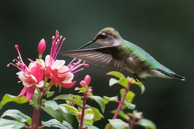Hummingbird flies to fushia flower.jpg