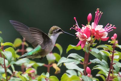 Hummingbird flies to fushia 3.jpg
