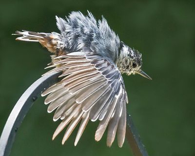 Titmouse sunbathing on feeder rod.jpg