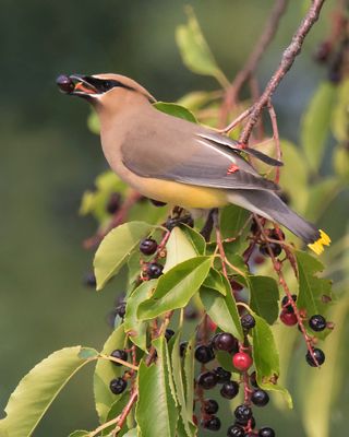 Ceder Waxwing with berry.jpg
