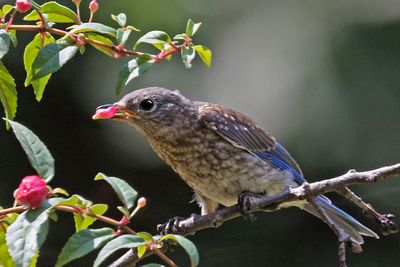 Bluebirdf fledgling with fushia bud.jpg