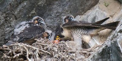 Peregrine young wait for food from mom.jpg