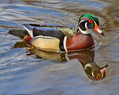Wood Duck and reflection.jpg