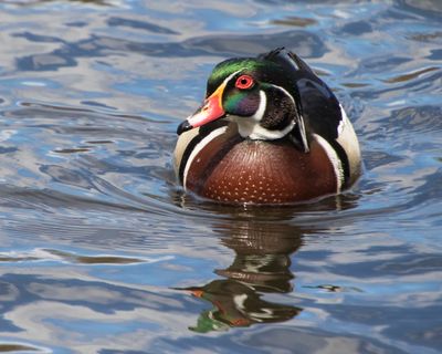 Wood Duck on reflective water.jpg
