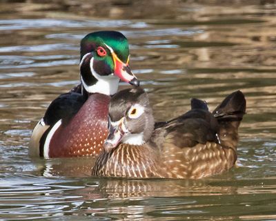 Wood duck pair together 2017.jpg