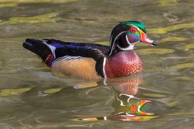 Wood Duck and reflection 2017.jpg