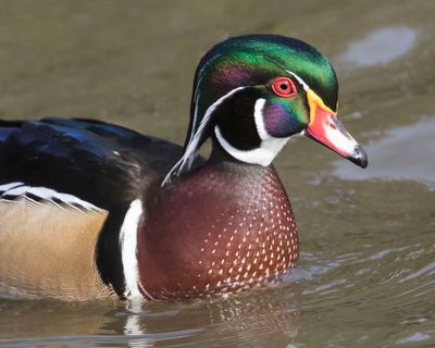 Wood Duck portrait close 2017.jpg