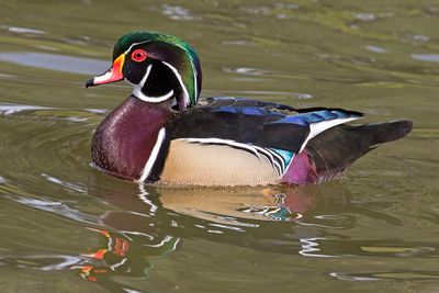 Wood Duck, colorful.jpg