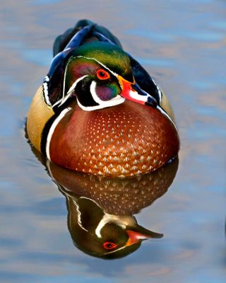 Wood Duck with reflection 2013.jpg